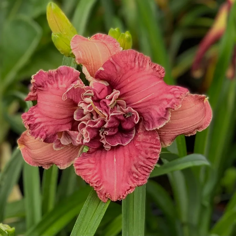 Gordian Knot from RollingOaksDaylilies