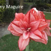 Amy Maguire thumbnail