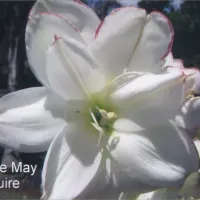 Florence May Maguire thumbnail
