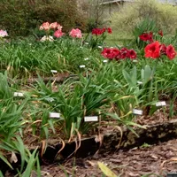 Amaryllis Seedlings Mixed thumbnail