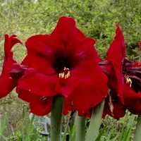Amaryllis Seedlings Mixed thumbnail