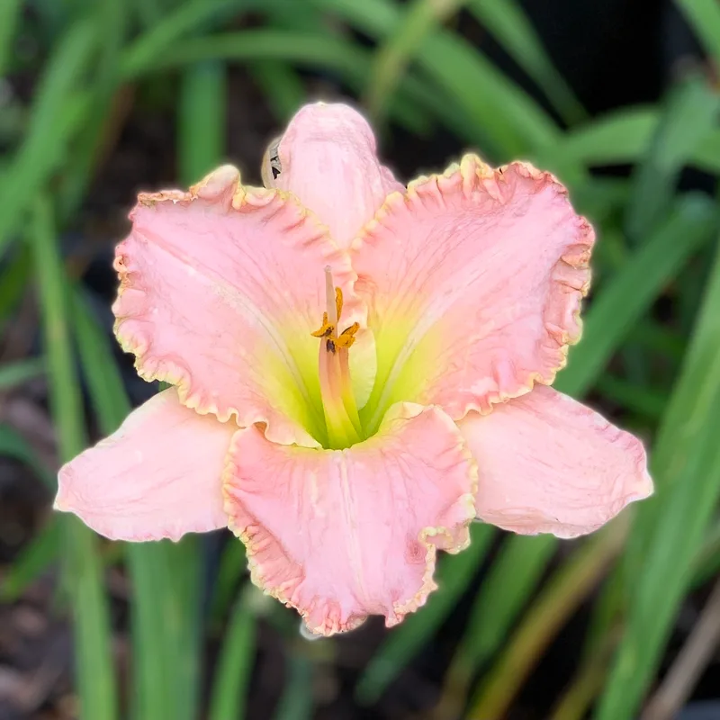 Blushing Escapade from RollingOaksDaylilies
