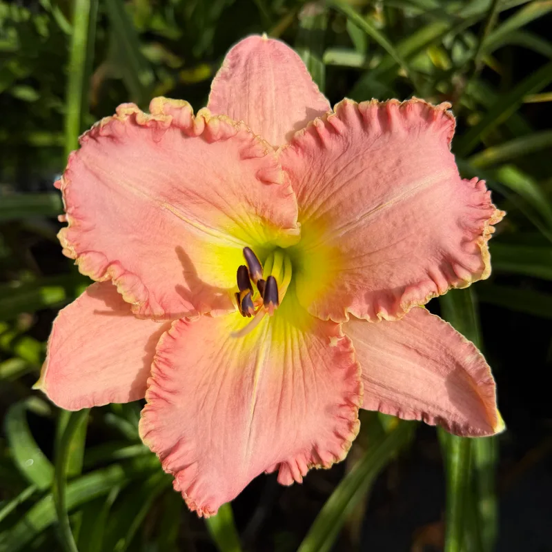Blushing Escapade daylily bloom