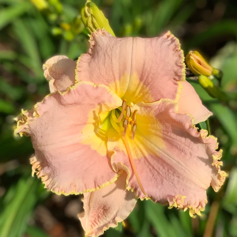 Lavender Heartthrob from RollingOaksDaylilies