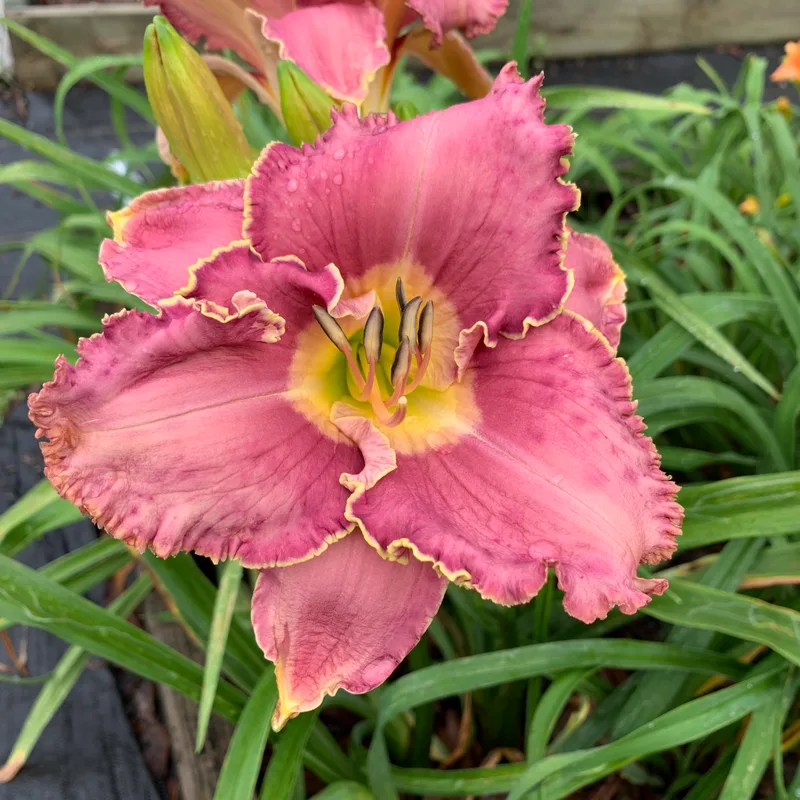 Lavender Heartthrob from RollingOaksDaylilies