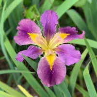 Louisiana Iris catalog image