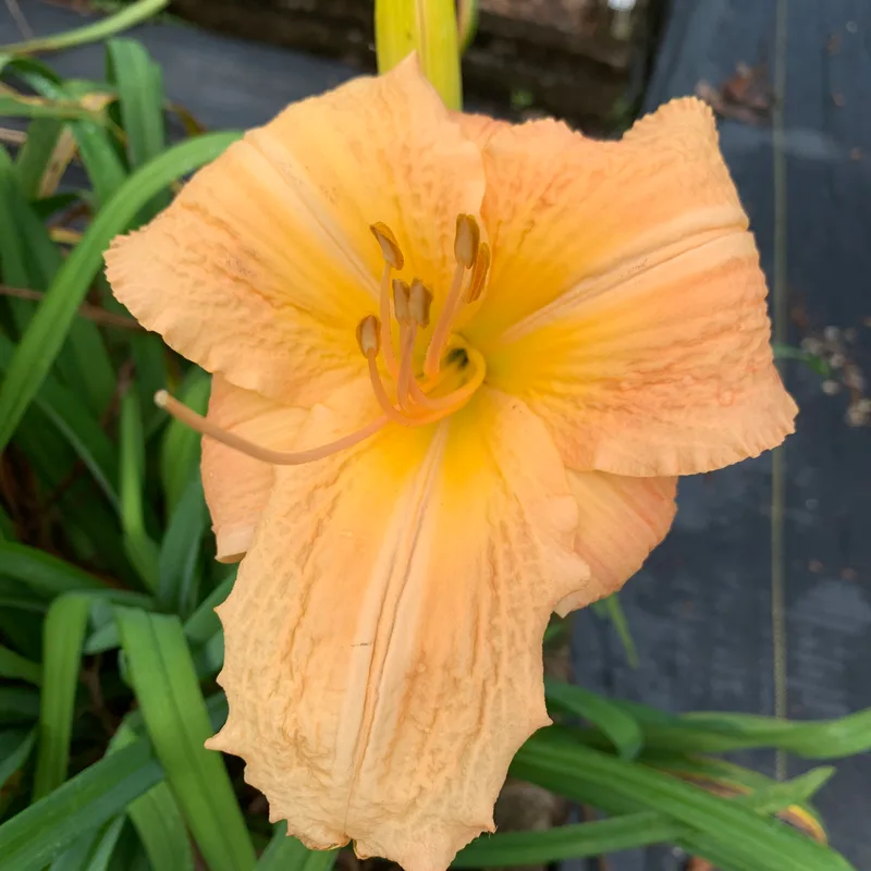 Anna Marie Concerto from RollingOaksDaylilies