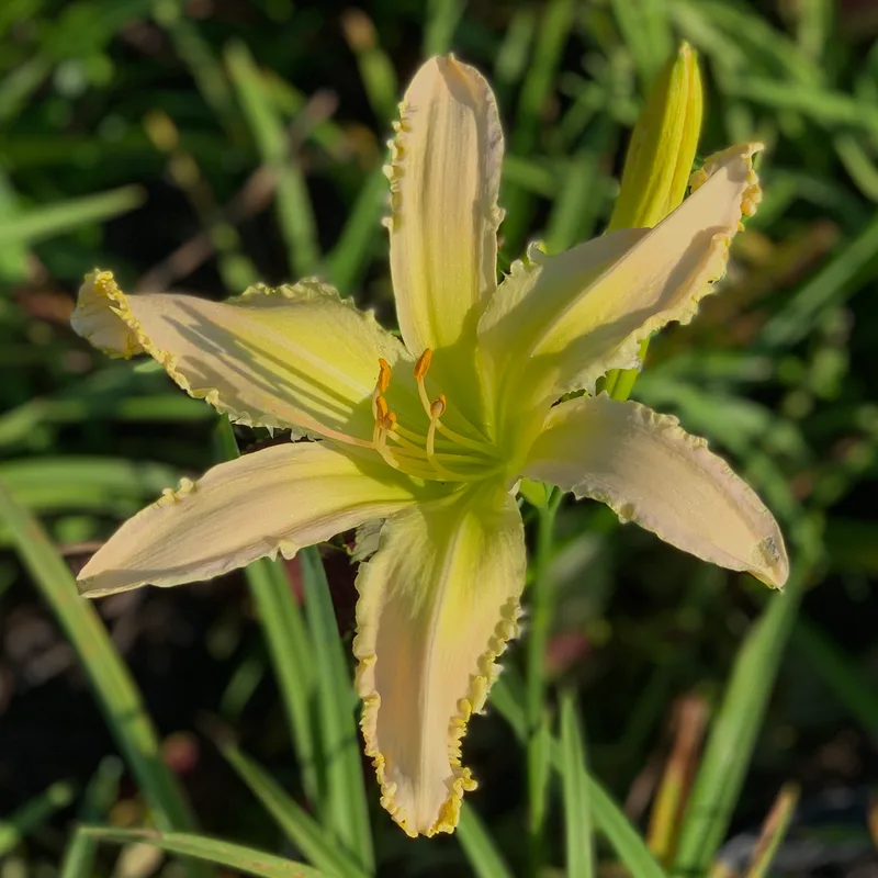 Ladybug Sara Martin daylily bloom
