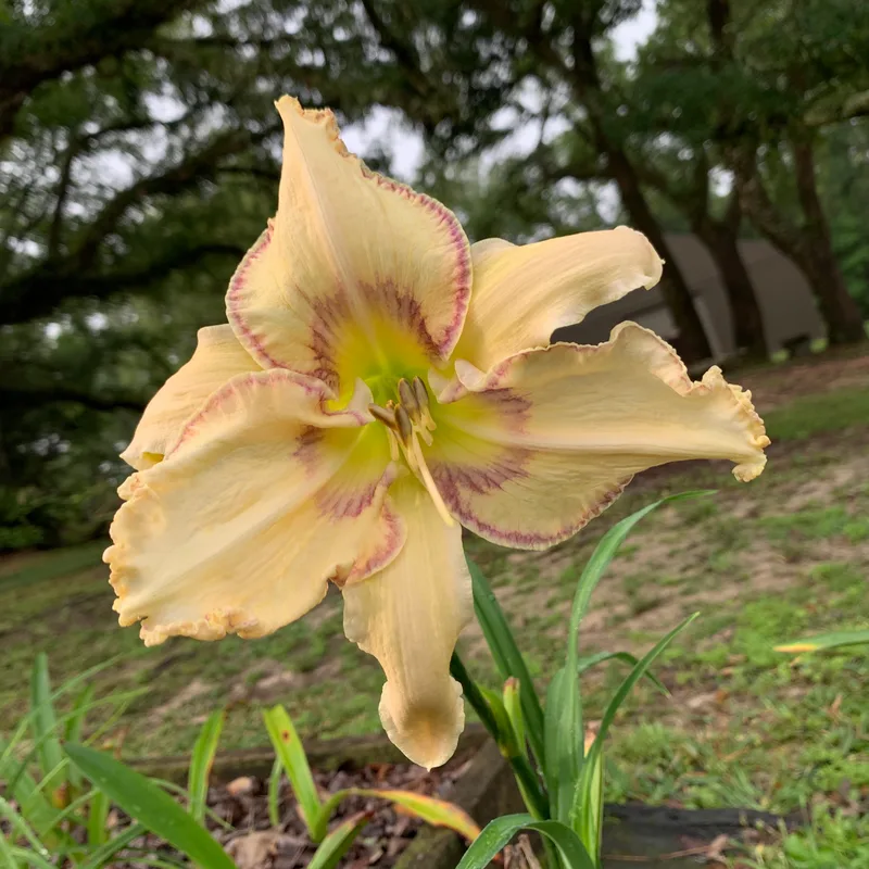 Pointing Fingers from RollingOaksDaylilies