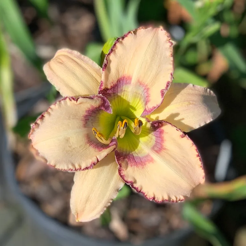 Unique Path from RollingOaksDaylilies