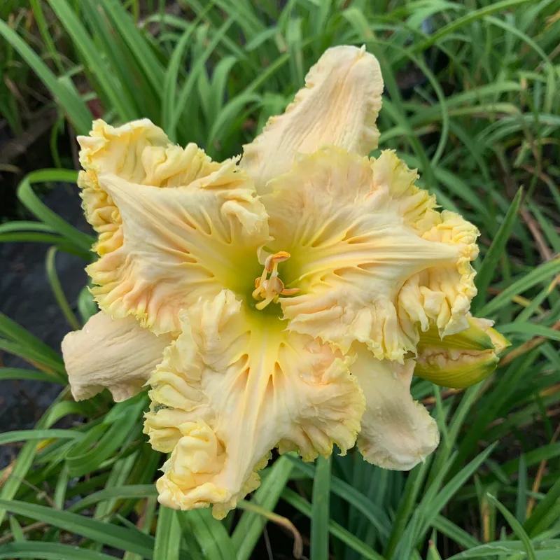 Bamboo Fan daylily bloom