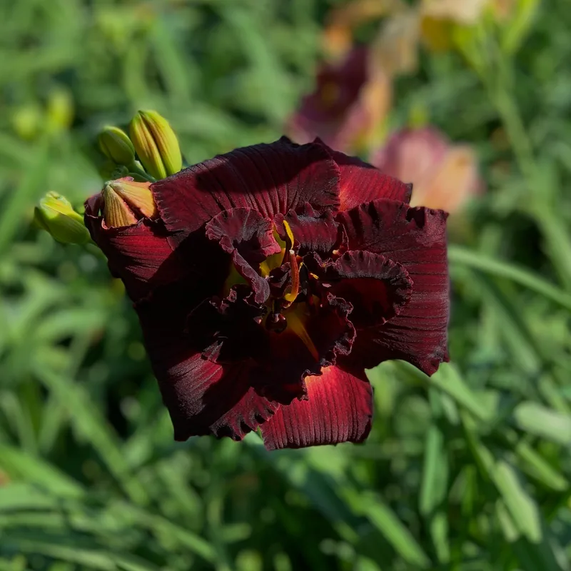 My Soul's Desire from RollingOaksDaylilies
