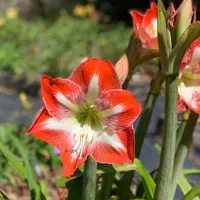 Amaryllis  catalog image