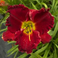 Lily Farm Roman Chariot catalog image