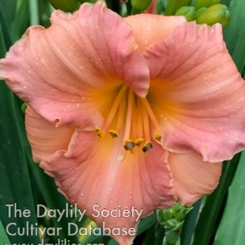 Little Rosy Cloud daylily bloom