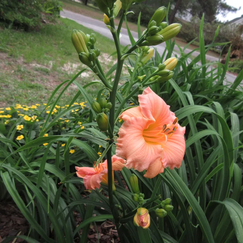 Little Rosy Cloud from RollingOaksDaylilies