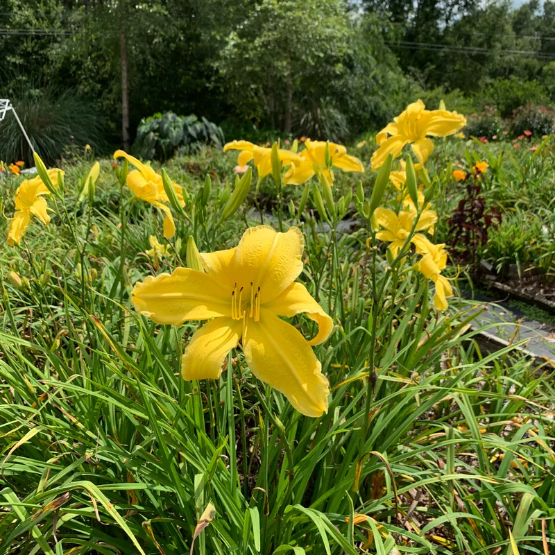 Look Here Mary from RollingOaksDaylilies