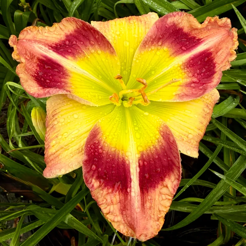 Every Friday Night from RollingOaksDaylilies