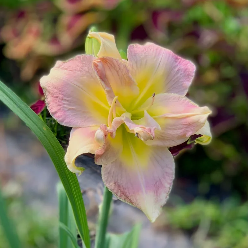 Grand Wazoo from RollingOaksDaylilies
