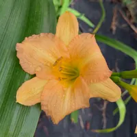 Fertile Myrtle RP catalog image