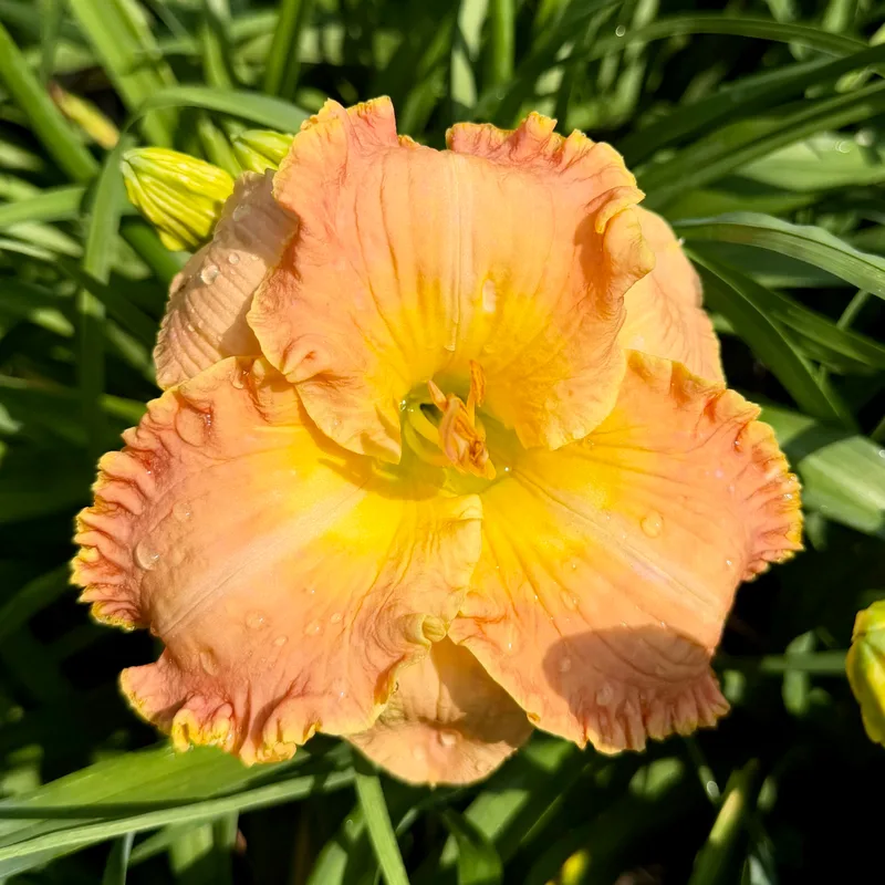 Natchez Lace daylily bloom