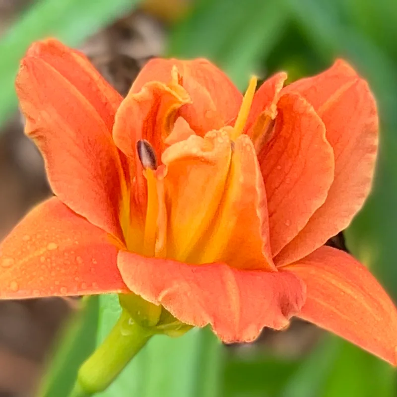Marty DeBolt from RollingOaksDaylilies