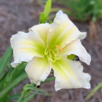 Lillian's Ivory Tower catalog image