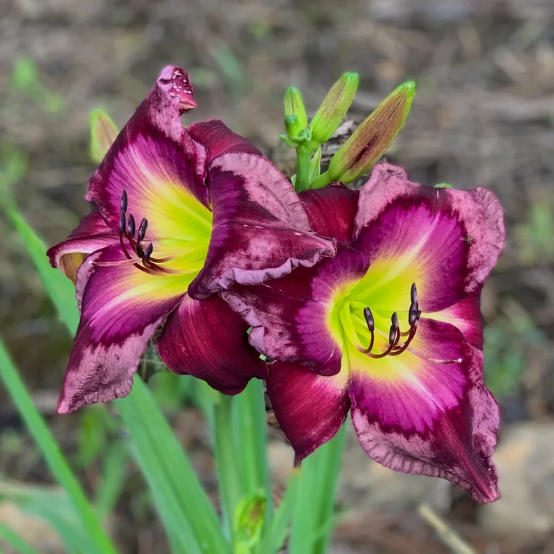 Jerry Hyatt daylily bloom
