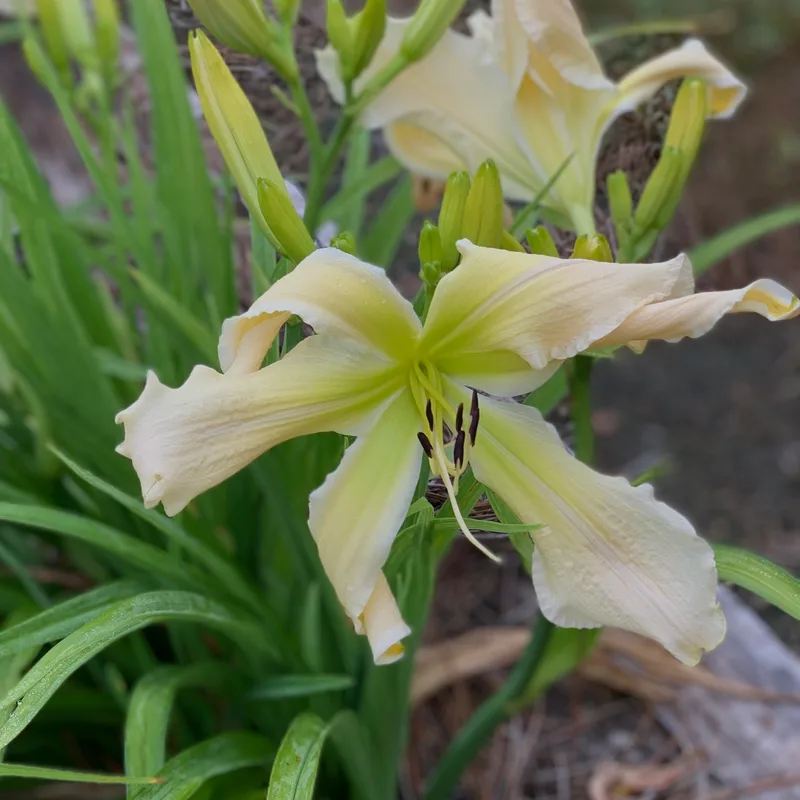 Shoot the Moon from RollingOaksDaylilies