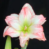Aphrodite thumbnail