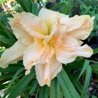 Meringue Mirage thumbnail