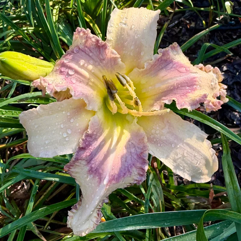 Mermaid Harbor from RollingOaksDaylilies