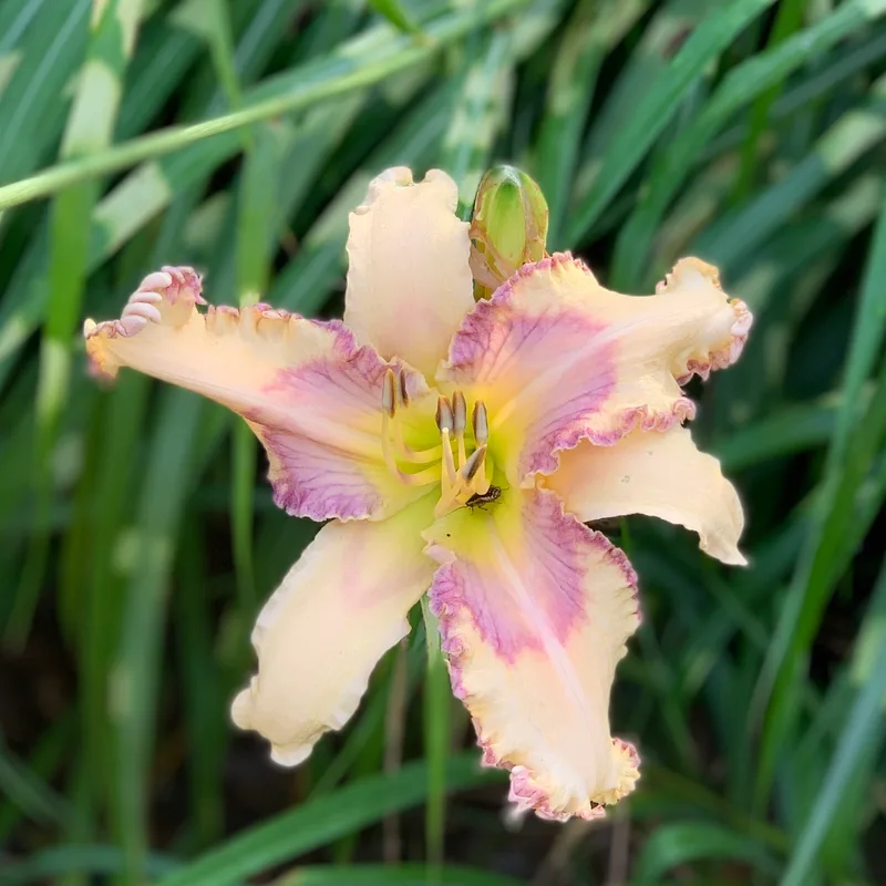 Mermaid Harbor daylily bloom