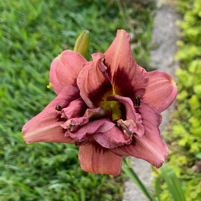 Mini Might daylily bloom