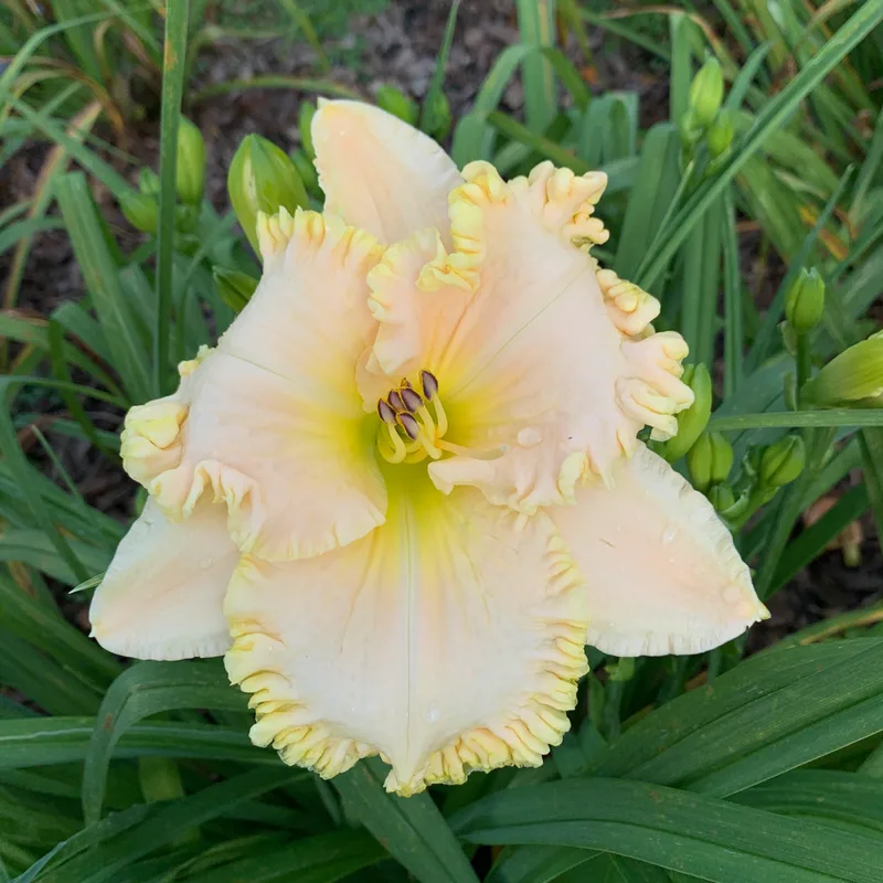 Moonlight On the Beach daylily bloom
