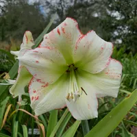 Jim Smelley 2 thumbnail