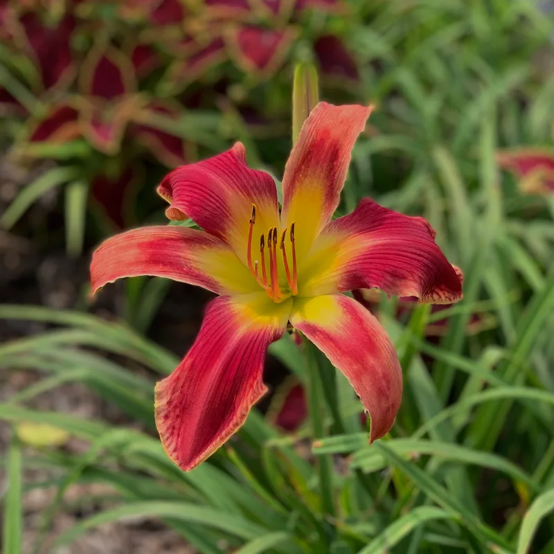 My Heart Belongs To Daddy from RollingOaksDaylilies