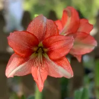 Ada's Flower thumbnail