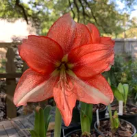 Ada's Flower thumbnail