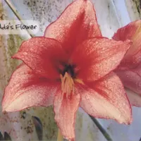 Ada's Flower thumbnail