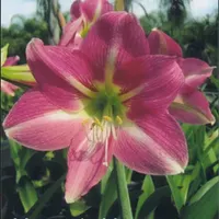 Amaryllis  catalog image