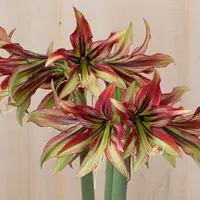 Amaryllis  catalog image
