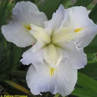 Louisiana Iris catalog image