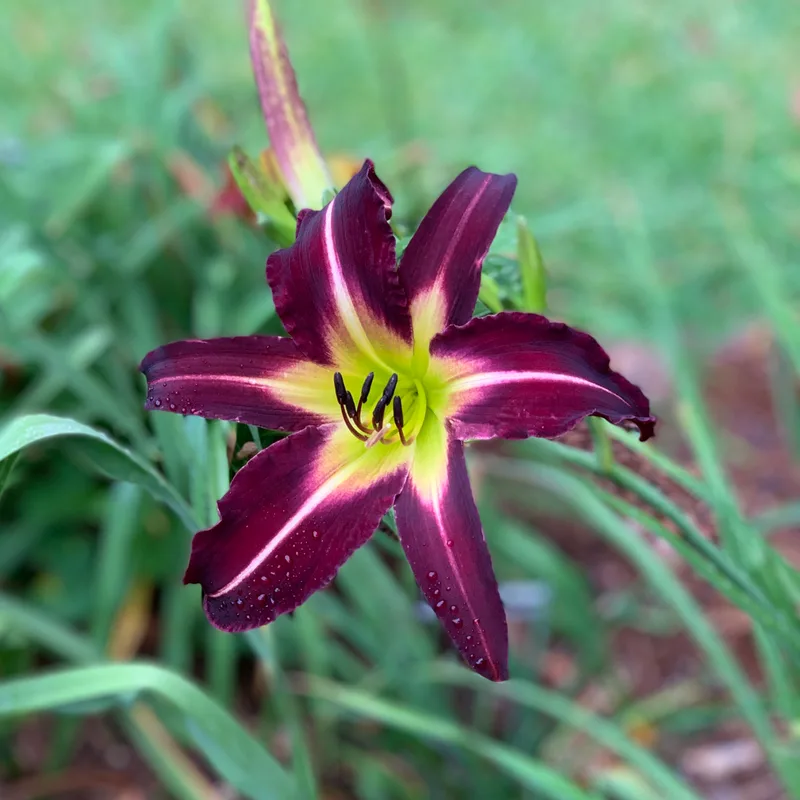 Off to See the Wizard daylily bloom