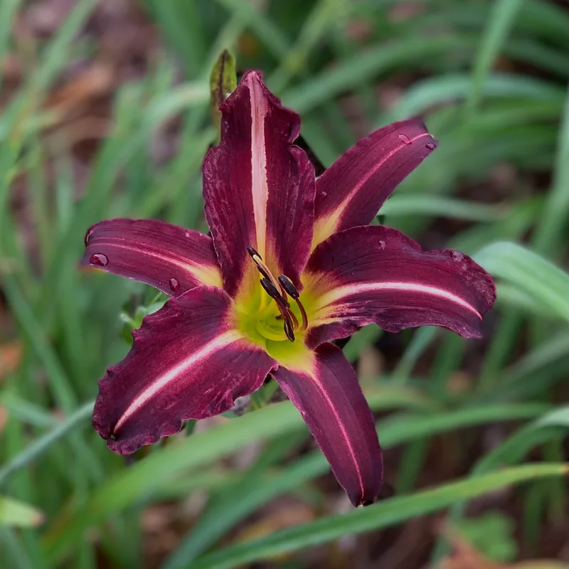Off to See the Wizard from RollingOaksDaylilies