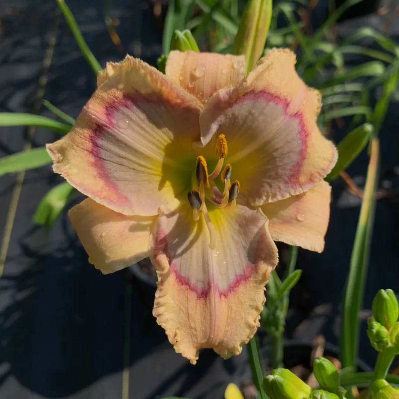 Spacecoast Small Victory daylily bloom
