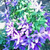 Luther Burbank thumbnail