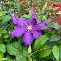 Luther Burbank thumbnail