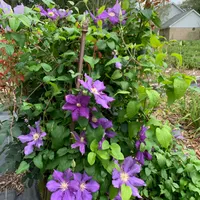 Luther Burbank thumbnail
