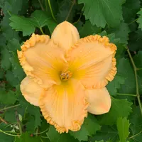 Orange Thunder thumbnail